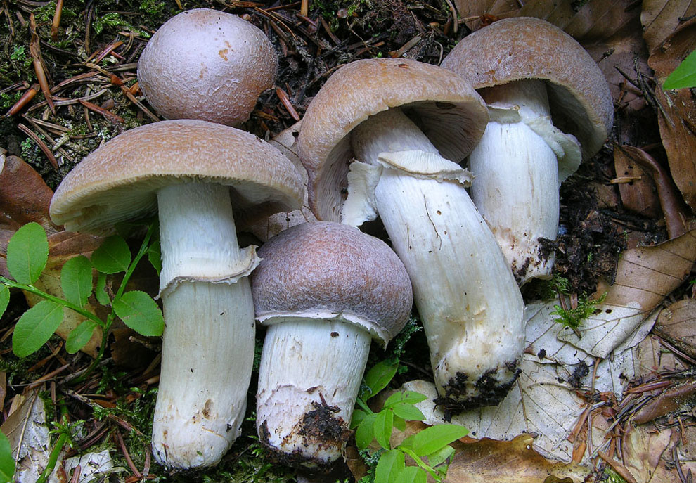 Cortinarius caperatus (Pers.) Fr